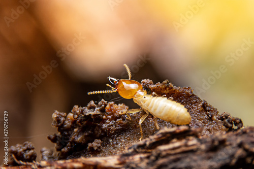 Selective focus of the small termite on decaying timber. The termite on the ground is searching for food to feed the larvae in the cavity. photo