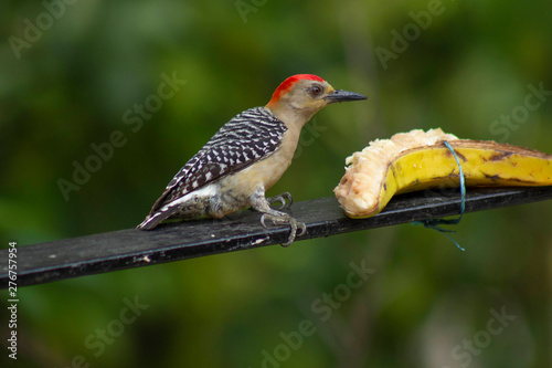 carpenter habado beautiful bird eating banana - Melanerpes rubricapillus photo