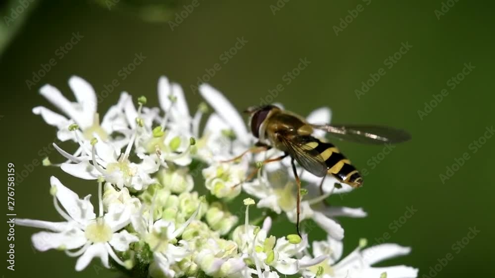 Hover Fly, Hover-Fly, Fly, Syrphidae Hover Fly, Hover-Fly, Fly, Syrphidae