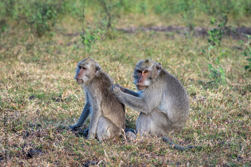 A pair of grey monkey are helping each other on Savanna Bekol  Baluran. Baluran National Park is a forest preservation area that extends about 25.000 ha on the north coast of East Java  Indonesia.