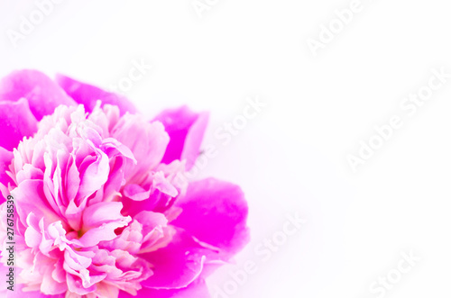 Close-up of a pink peony bud on a white background.
