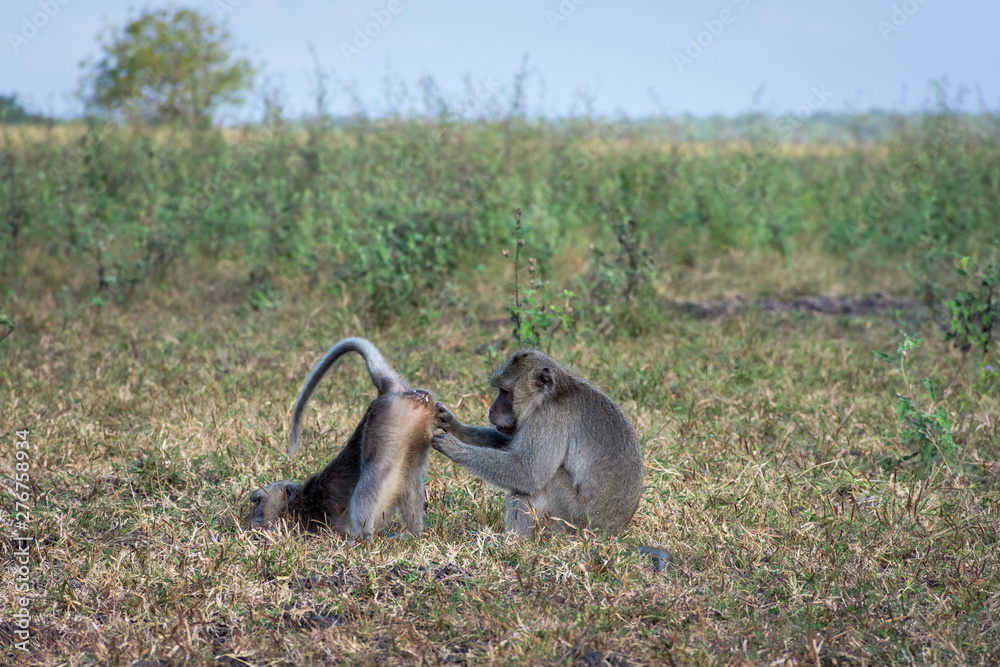 Obraz premium A pair of grey monkey are helping each other on Savanna Bekol, Baluran. Baluran National Park is a forest preservation area that extends about 25.000 ha on the north coast of East Java, Indonesia.