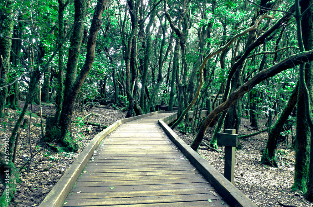 Obraz premium Wood path into the forest in Tenerife