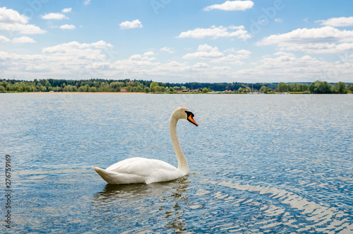beautiful white swans swim on the lake