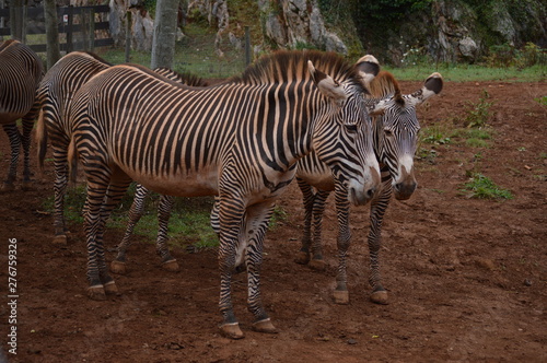 Portrait Of A Beautiful Couple Of Zebras In The Natural Park Of Cabarceno Old Mine For Iron Extraction. August 25, 2013. Cabarceno, Cantabria. Holidays Nature Street Photography Animals Wildlife