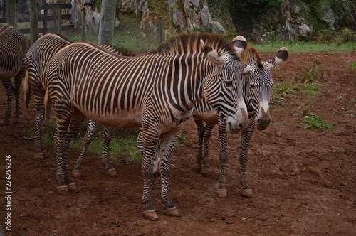 Portrait Of A Beautiful Couple Of Zebras In The Natural Park Of Cabarceno Old Mine For Iron Extraction. August 25  2013. Cabarceno  Cantabria. Holidays Nature Street Photography Animals Wildlife