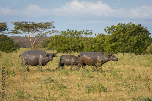 A group of buffalo on their natural habitat  Savanna Bekol  Baluran. aluran National Park is a forest preservation area that extends about 25.000 ha on the north coast of East Java  Indonesia.