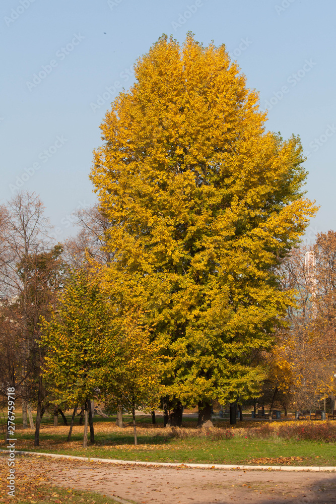 Beautiful sunny autumn golden tree 