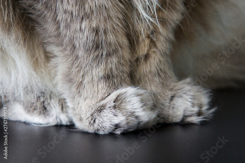 Grey furry cat