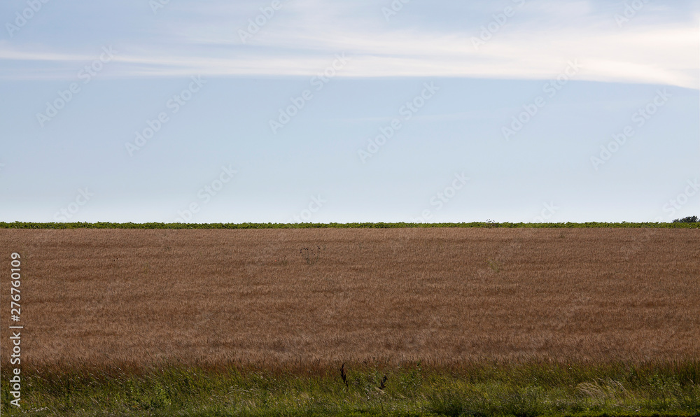 field after harvesting, agriculture landscape natural horizon field after harvesting, agriculture landscape natural horizon