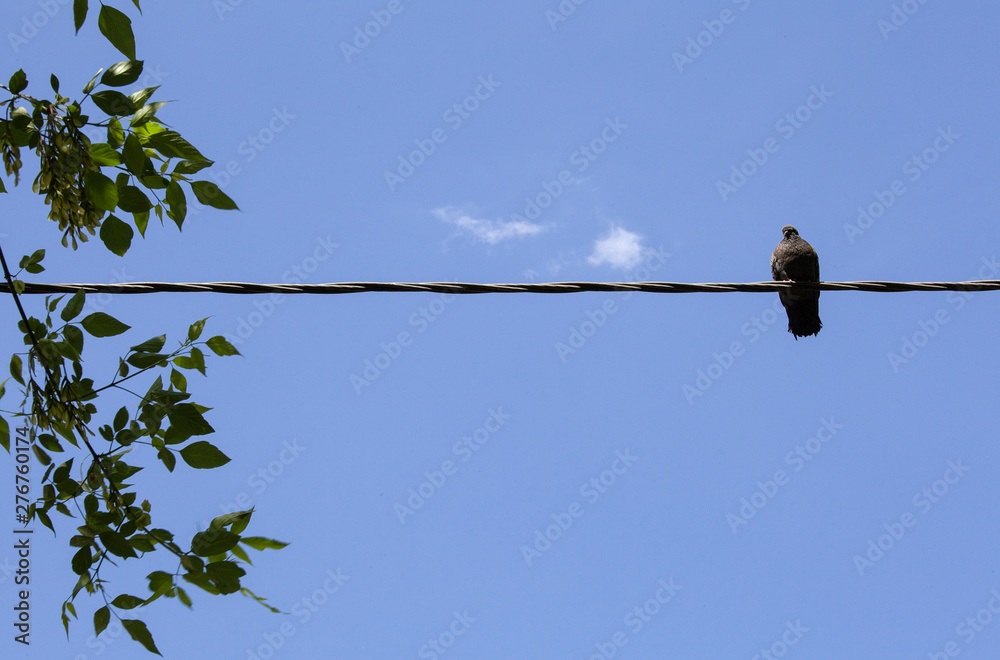 bird sitting on electrical cable line with clear blue sky in background bird sitting on electrical cable line with clear blue sky in background