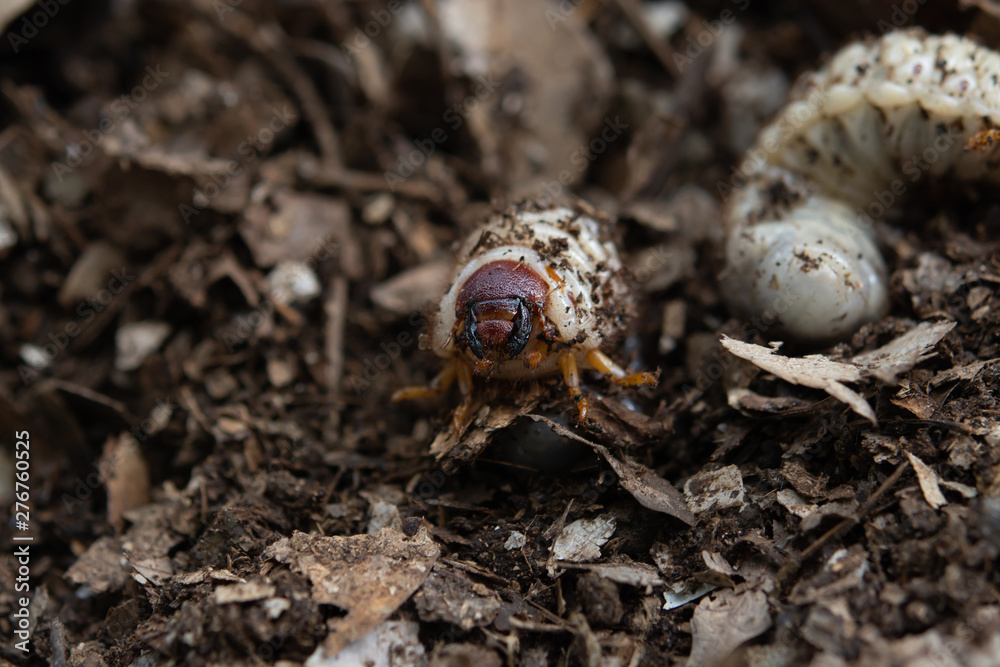 Larva rhinoceros beetles are in the fertilizer pile Larva rhinoceros beetles are in the fertilizer pile