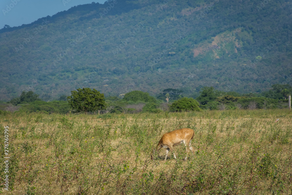 A deer on its natural habitat, Savanna Bekol, Baluran. Baluran National Park is a forest preservation area that extends about 25.000 ha on the north coast of East Java, Indonesia. A deer on its natural habitat, Savanna Bekol, Baluran. Baluran National Park is a forest preservation area that extends about 25.000 ha on the north coast of East Java, Indonesia.
