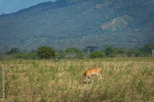 A deer on its natural habitat, Savanna Bekol, Baluran. Baluran National Park is a forest preservation area that extends about 25.000 ha on the north coast of East Java, Indonesia.