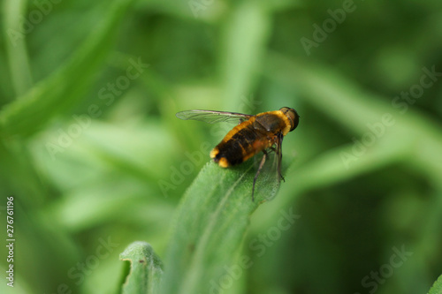 bee fly on green flower 