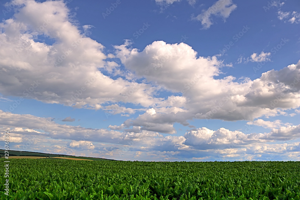 Countryside with sugar beet field and cloudy sky