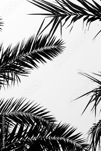 Natural texture or background of the leaves of the palm