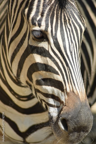 Close-up of a zebra head  Equus quagga 