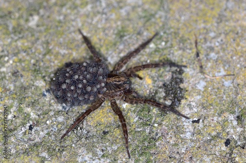 A spider of the family Lycosidae, commonly known as Wolf Spiders, Greece