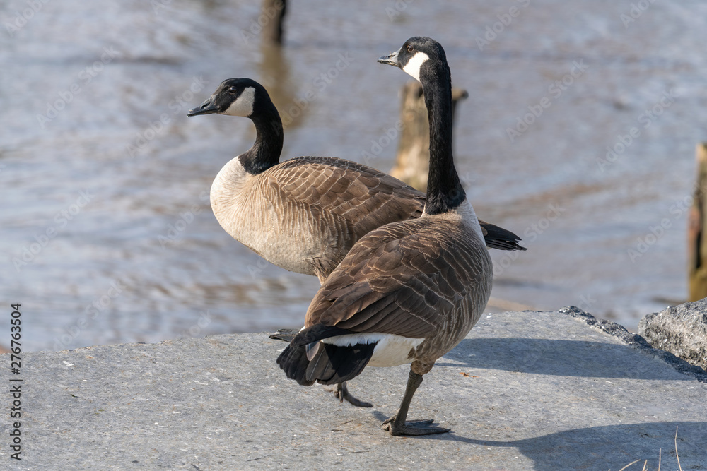 Adult Canadian Geese, against the backdrop of the East River in New York City Adult Canadian Geese, against the backdrop of the East River in New York City