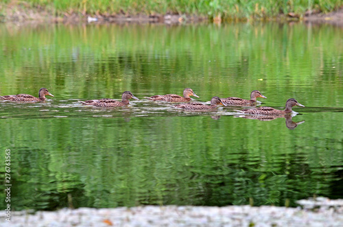 Wild ducks on the lake in natural habitat