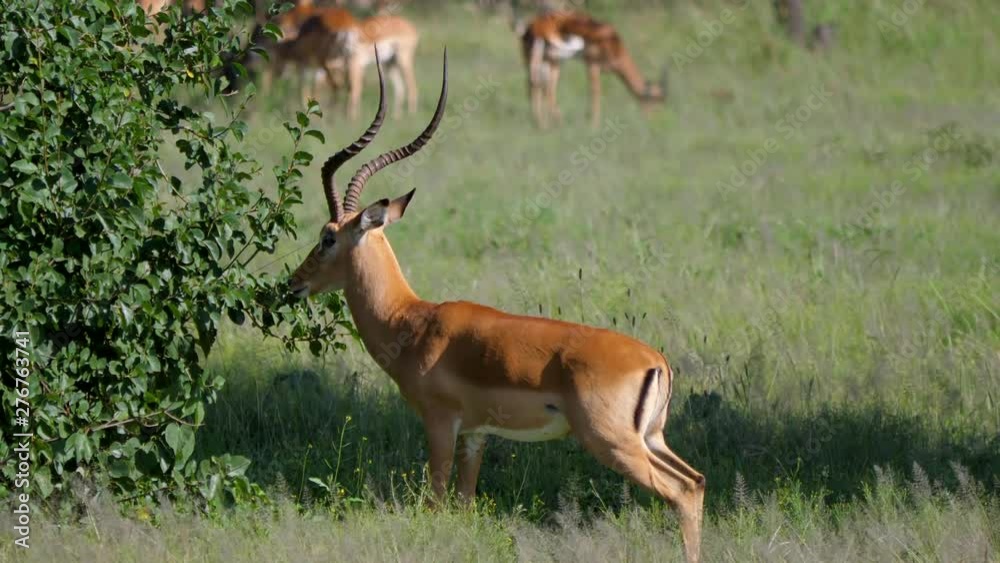 Male Impala Antelope With Huge Horns In African Savannah At Thickets Male Impala Antelope With Huge Horns In African Savannah At Thickets