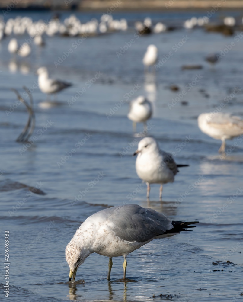 Closeup of seagulls standing in the shallows Closeup of seagulls standing in the shallows