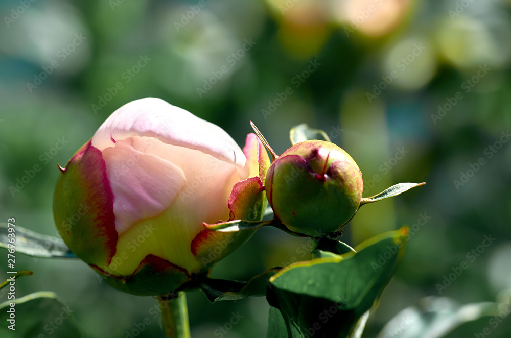 Bud of flower of peony Bud of flower of peony