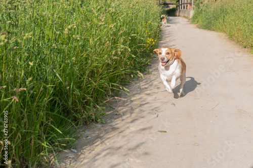 Happy lemon beagle running. Dog running at the park.