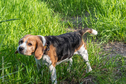 Cute beagle at the park.