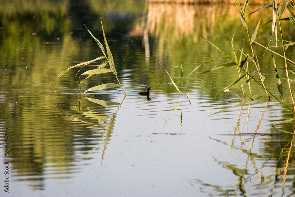 Moorhen chick, wild duck with a red beak Gallinula chloorpus swims on the pond in the wild. Ukraine. Moorhen chick, wild duck with a red beak Gallinula chloorpus swims on the pond in the wild. Ukraine.