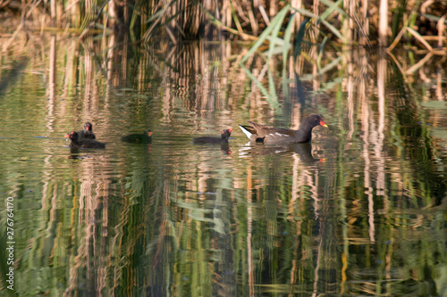 Moorhen chick, wild duck with a red beak Gallinula chloorpus swims on the pond in the wild. Ukraine.