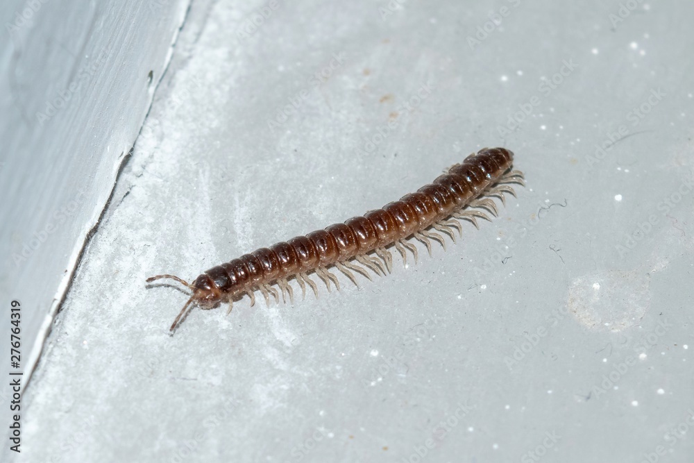 Fototapeta premium Closeup of a tiny centipede crawling along a concrete floor