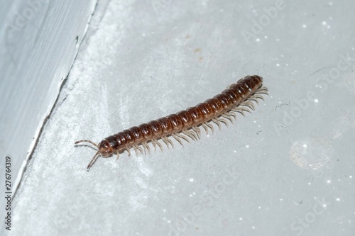 Billede på lærred Closeup of a tiny centipede crawling along a concrete floor