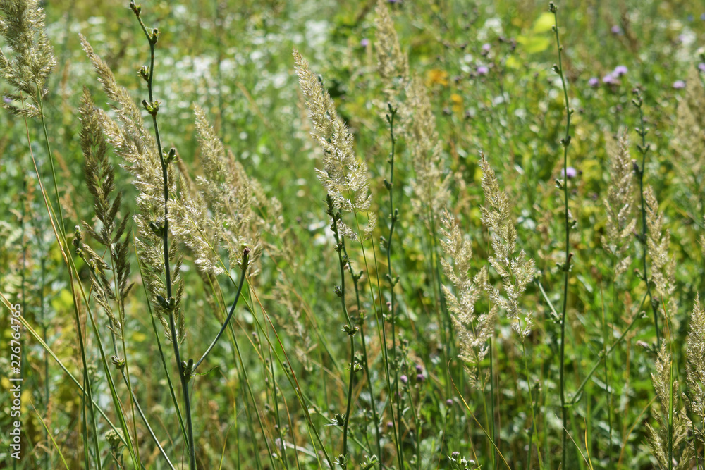 Beautiful meadow flowers.Sunny summer day. Beautiful meadow flowers.Sunny summer day.