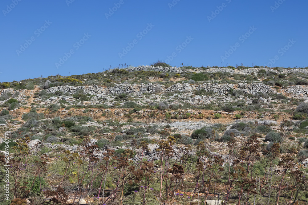 Typical countryside landscape on comino island with dry stone walls and vegetation, Malta.