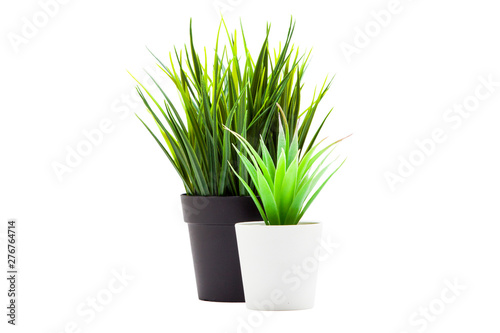 Table plant isolated on white