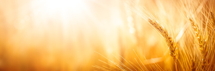 Close-up Of Ripe Golden Wheat With Sunlight - Harvest Time Concept