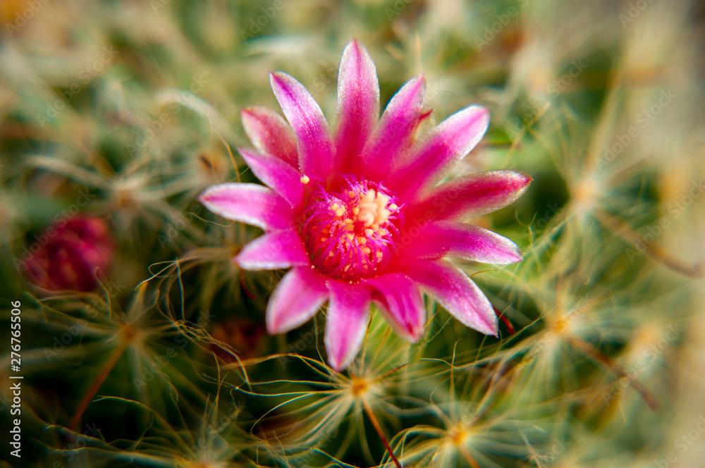 Obraz premium Flor de Cacto