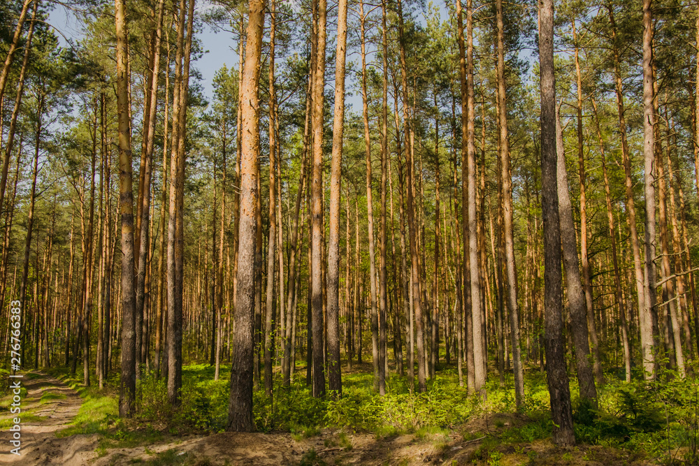 Fototapeta premium Tajemnicze drzewa leśne w słońcu
