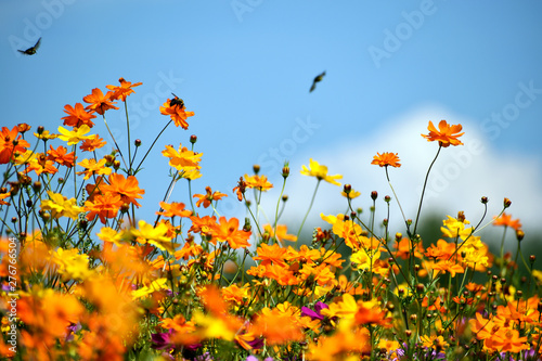 Fototapeta Naklejka Na Ścianę i Meble -  Bees Buzzing Around Wildflowers Under A Sunny Blue Sky