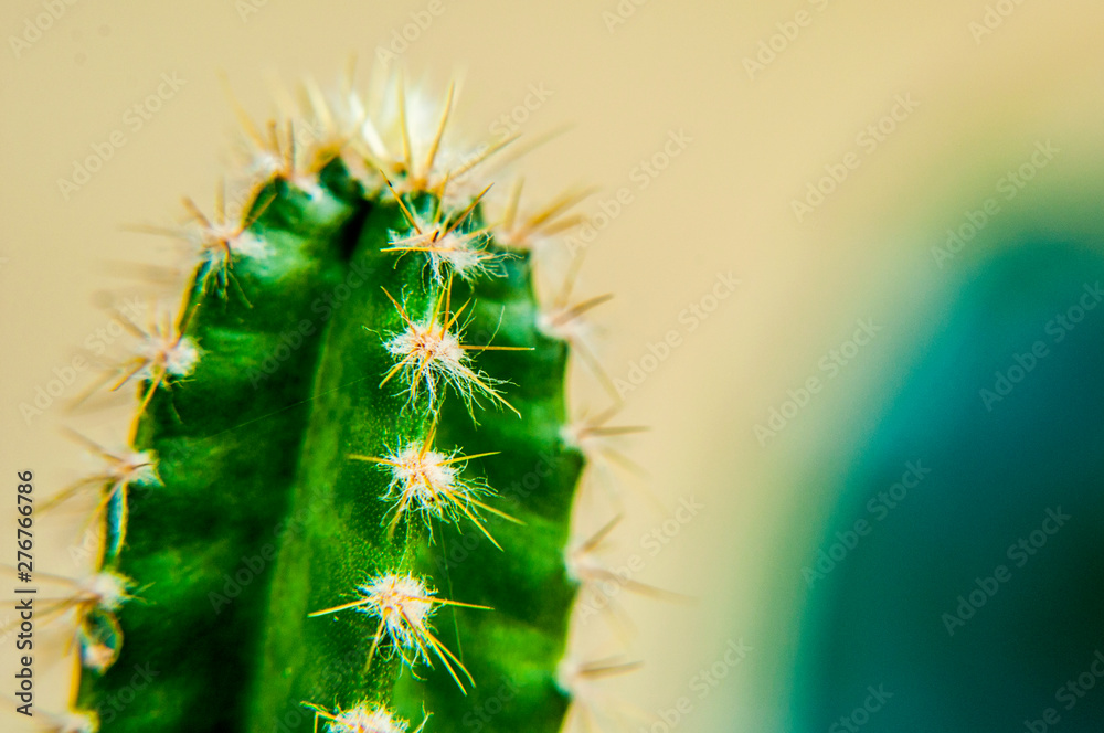 Obraz Cactus