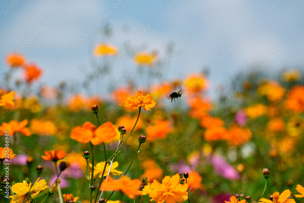 Bee In Flight Over Orange Wildflowers