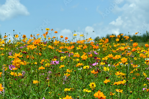 Wildflowers Under A Sunny Blue Sky © HANK GREBE