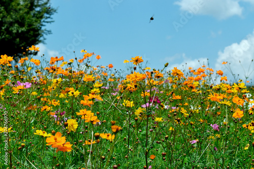 Bee Flying Over Field of Wildflowers