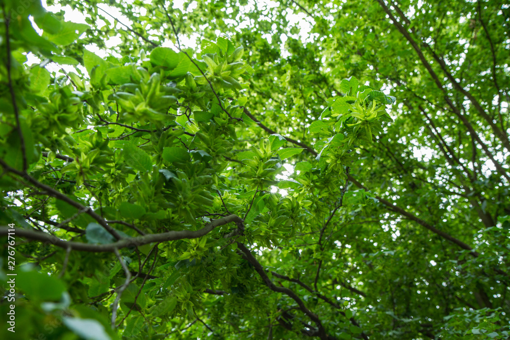 Common hornbeam (carpinus betulus) tree with seed catkims visible Common hornbeam (carpinus betulus) tree with seed catkims visible