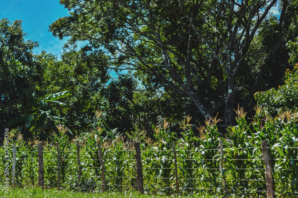Fototapeta premium Plantação de Milho