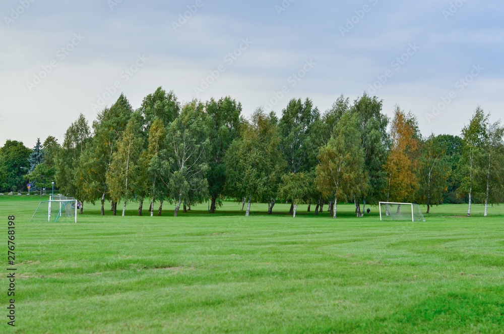 birch grove in the middle of a large meadow