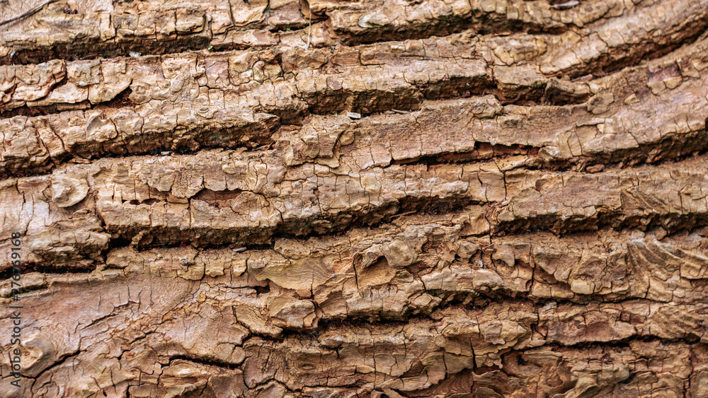 Wooden bark texture. High quality unique texture of tree bark. Close up backdrop. Wooden bark texture. High quality unique texture of tree bark. Close up backdrop.