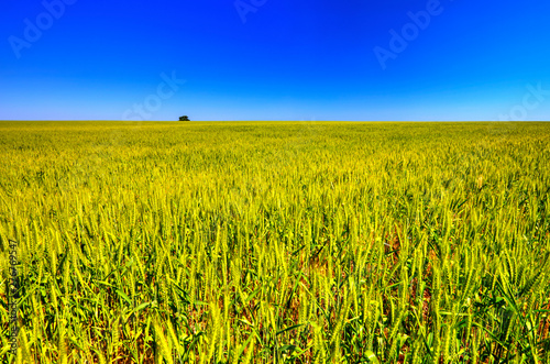 Beautiful summer landscape with fresh wheat field